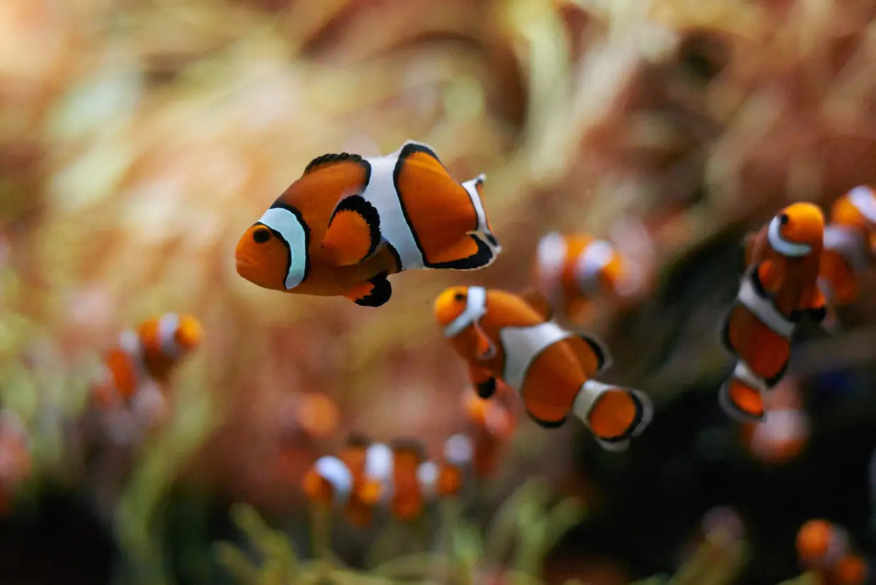 Coral reef Palawan