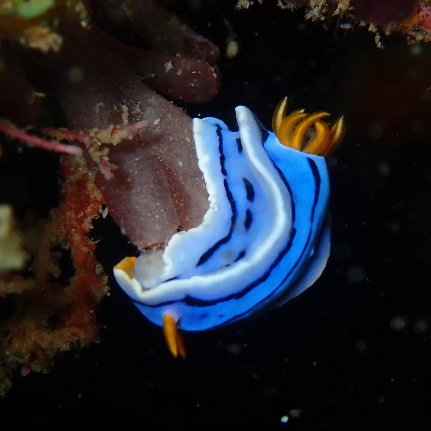 Underwater marine life Palawan