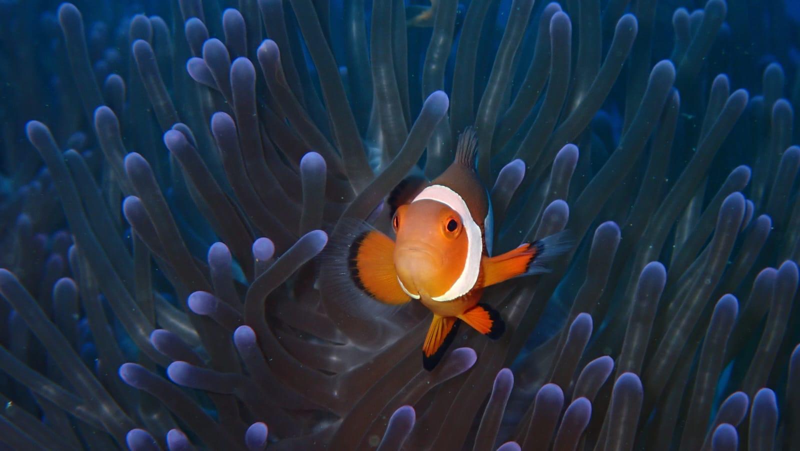 Scuba diving in Palawan